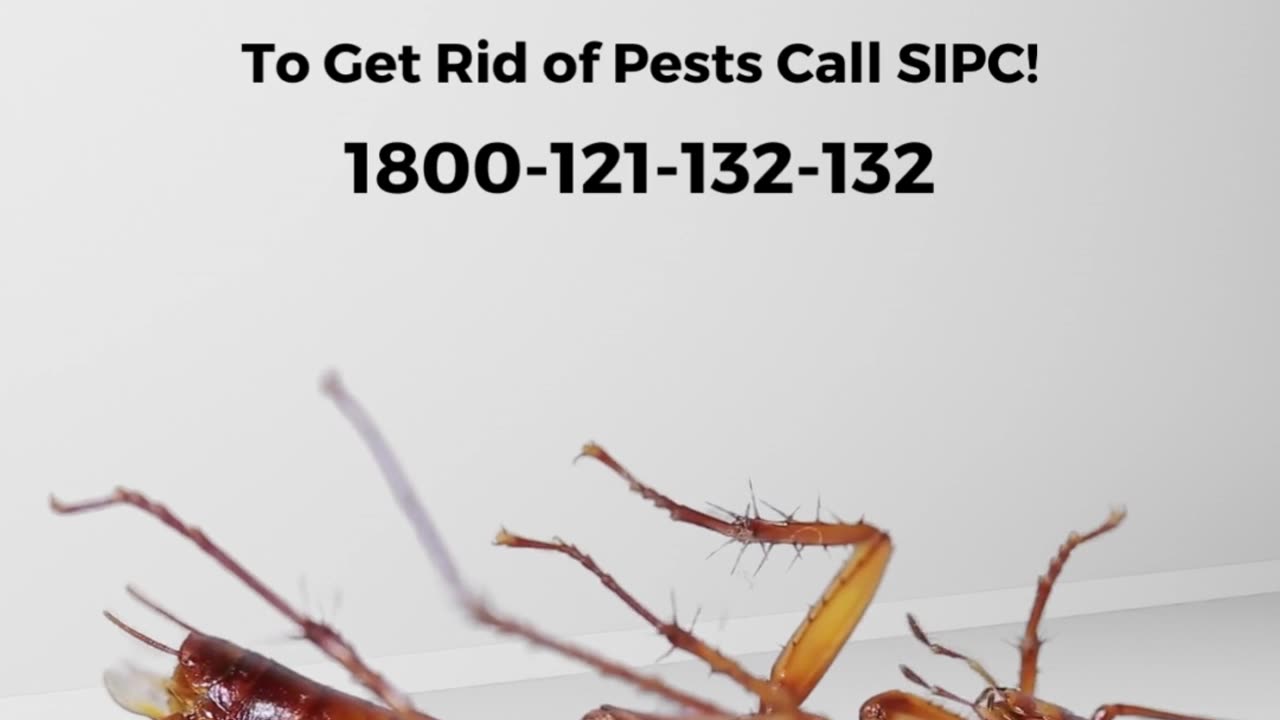 Best Cockroach Control Services in Goa