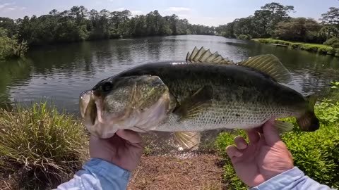 Fishing a Small Pond for MONSTER Fish!