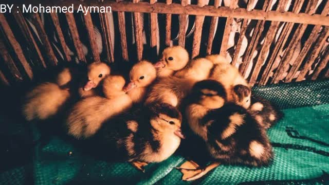 The best photo session and the cutest ducklings you may ever see