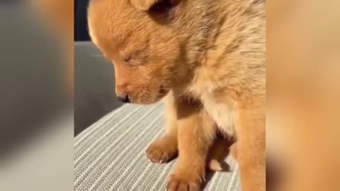Dozing cute puppy