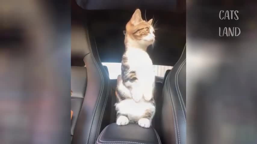 OMG So Cute Cats, Best Funny Cat❤😍