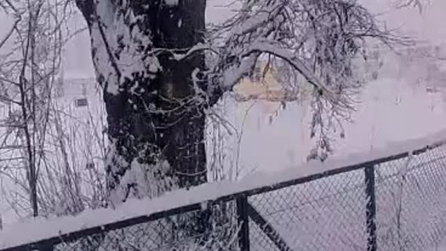 Snowfall