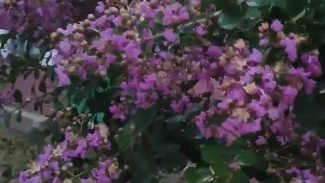 Super like this flower