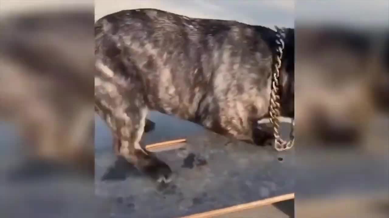 Skating dog 😎