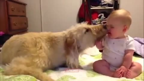 baby and dog funny time