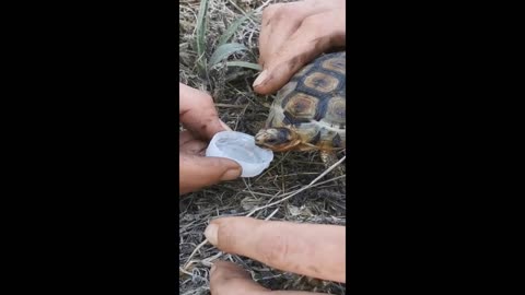 Firefighters give turtle drink of water during Cape Town fire original video_720p