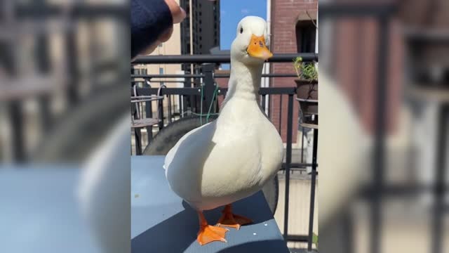 Cute white goose