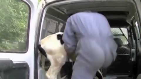 Mother's love : cow protecting new born calf