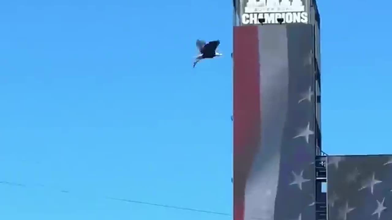 The way she saved this bald eagles life!!! #animals #merica #america