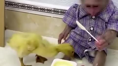 Best friends funny animals