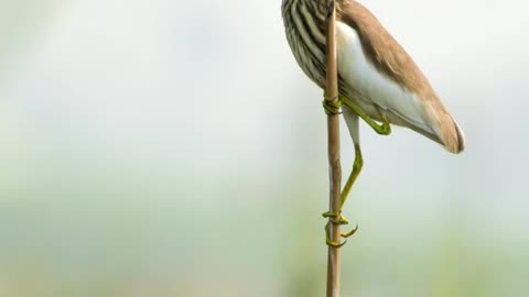 Wildlife is in closer view with a natural perspective.