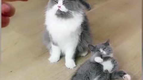 cute and funny animals