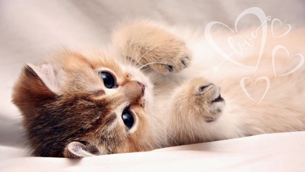 Happy Cute Kitten Baby Cat Compilation