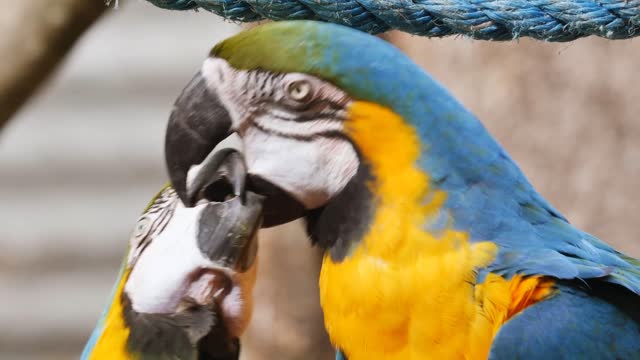 A parrot feeds his brother