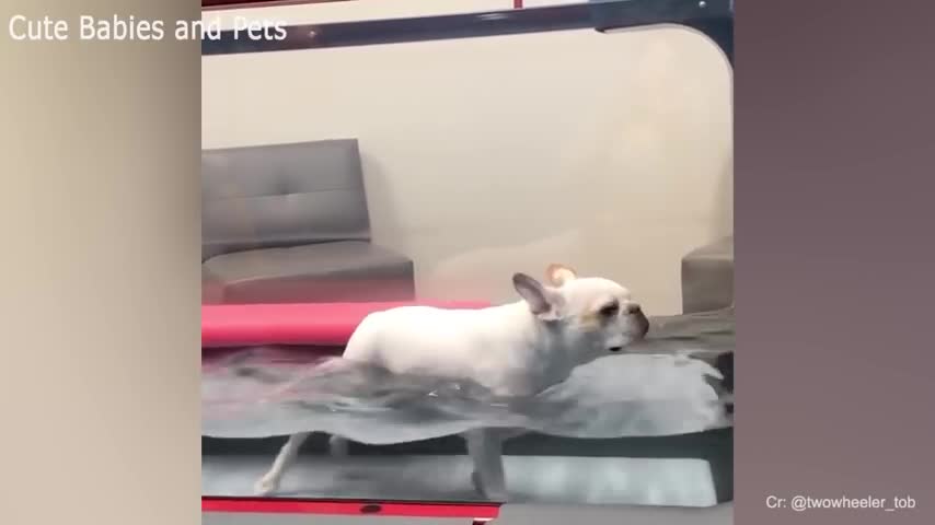 Cute puppies