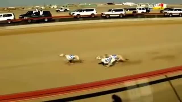 Dog Race