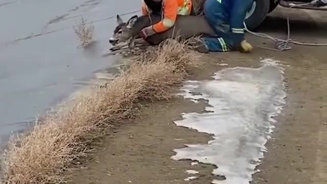 Rescue deer trapped in ice circle