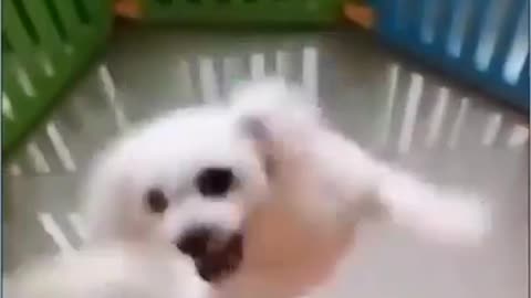 Cute Dog Dance