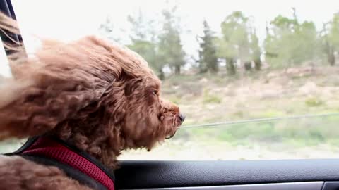 DogPoodleCar Window