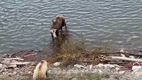 Mother Moose Chases off Grizzly Bear