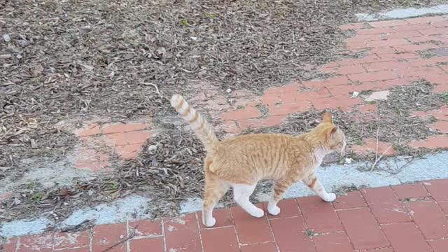 cute wild cat looking around