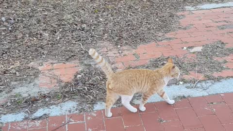 cute wild cat looking around