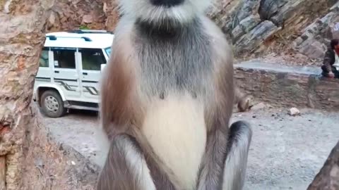 Cute monkey funny video 🐒😂😂