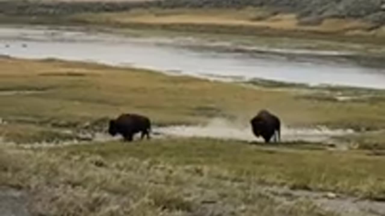 Yak Fighting- Feel the Nature #shorts