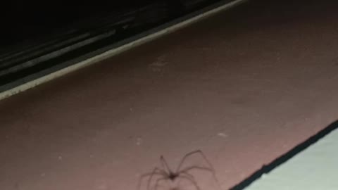 Long leg spider