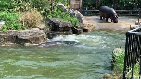 A hippopotamus