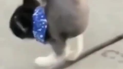 Dog and cat funny video🤣🤣🤣🤣