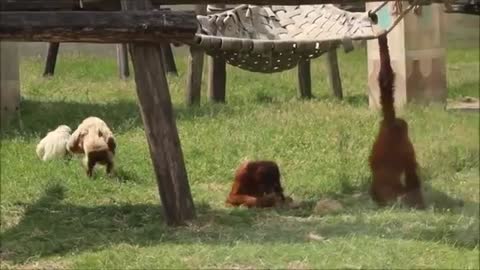 Cute Gibbons Playing & Climbing