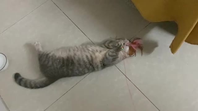 A cat lying on the floor playing