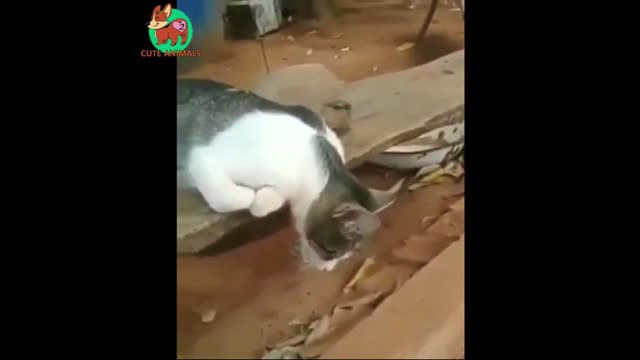 Falling Asleep Cat 🐱 Funny Animals