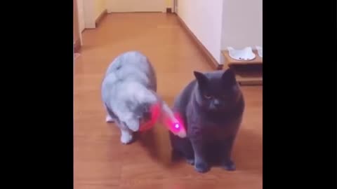 Try not to laugh challenge funny cat and dog videos