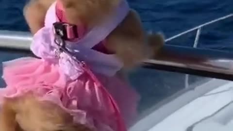 omeranian Puppy In Luxury Ship #shorts #puppy #viral #youtubeshorts