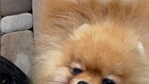 two-small-dogs-outside