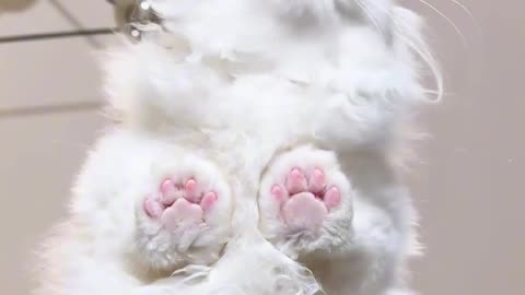 Cute cat eating