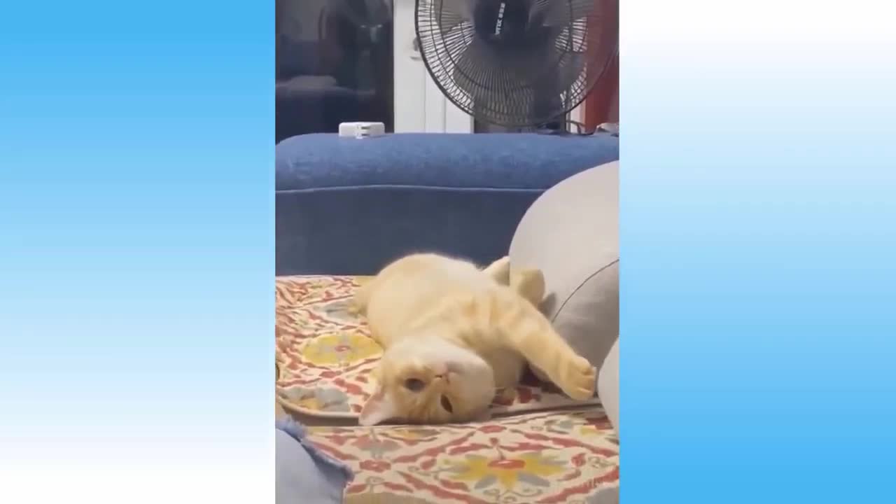 Lazy Cat