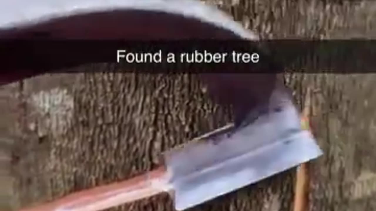 Extracting latex from a rubber tree