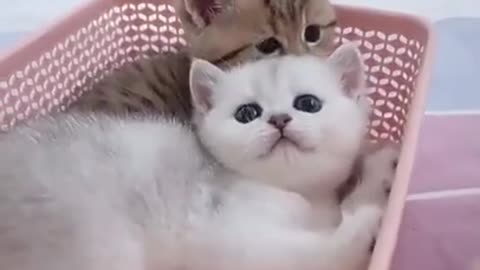 Two baby cat in same place