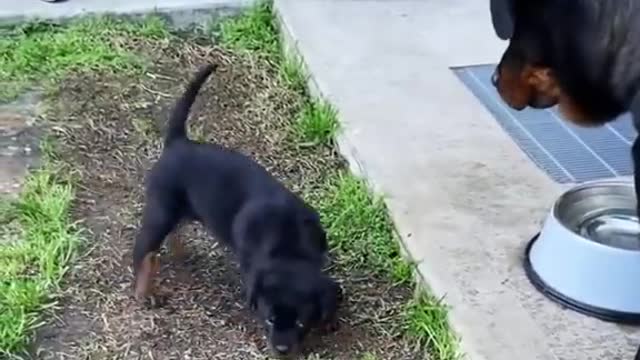 Rottweiler Mom And Son