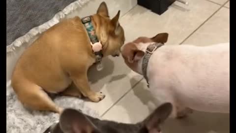I know all pets do this… what you about to protect me from! A giant 💩 🤣