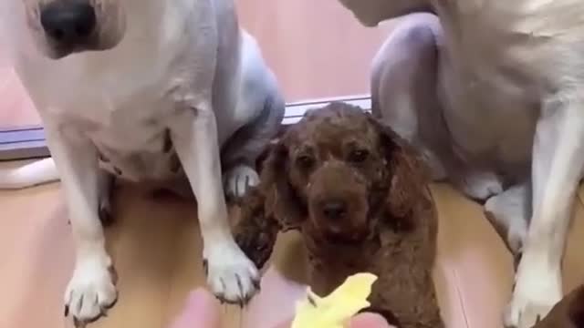 Fun with dog