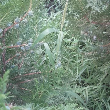 Grass and needles