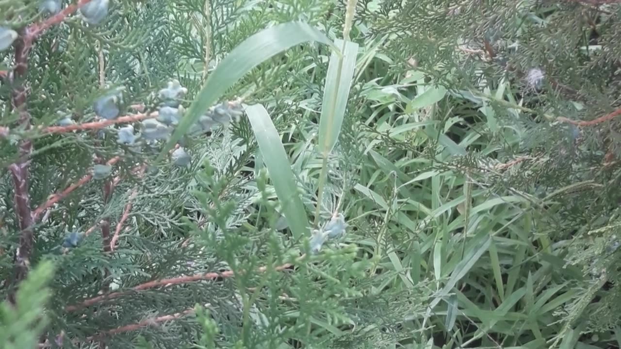 Grass and needles