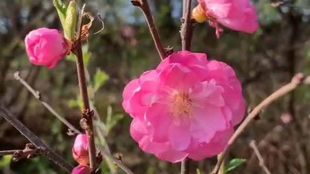 The breeze blows the fragrance of peach blossoms