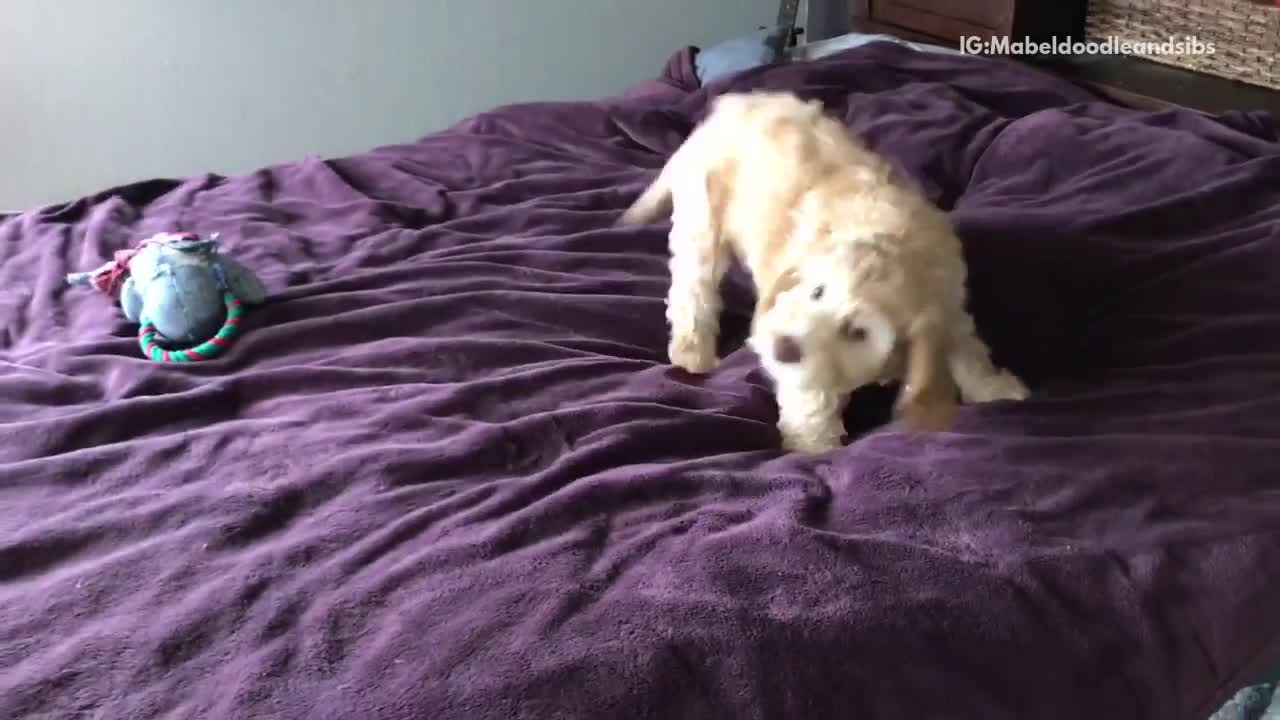 Four fluffy dogs jump on purple bed while owner talks to them