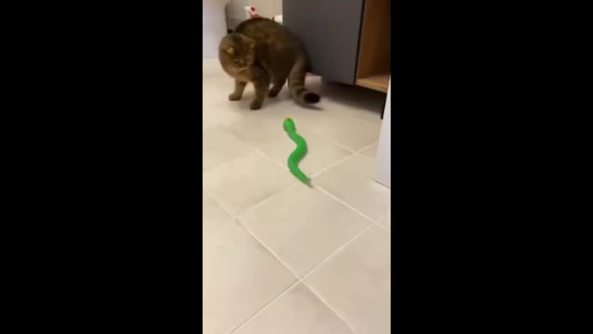 funny cat afraid