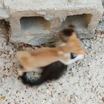 GYM CAT DOG GYM CAT DOG GYM CAT DOG